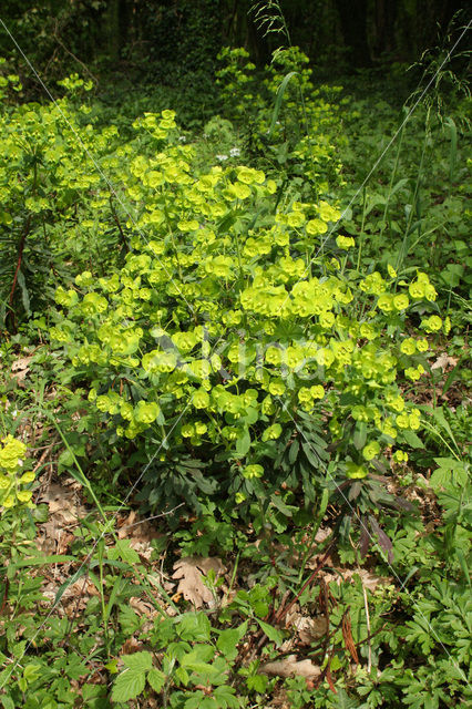 Wood Spurge (Euphorbia amygdaloides)