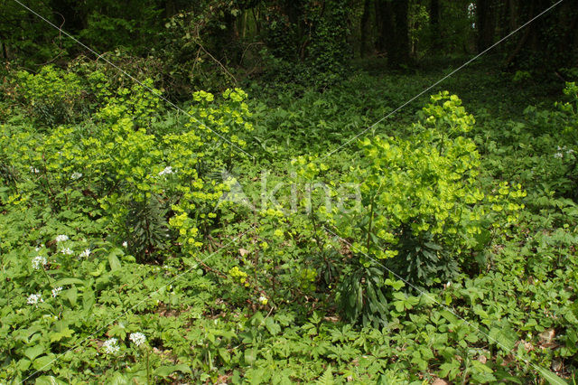 Wood Spurge (Euphorbia amygdaloides)