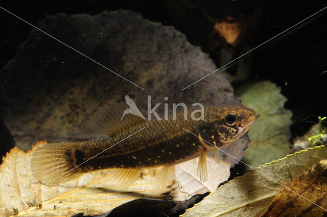 Striped Mud Minnow (Umbra pygmaea)