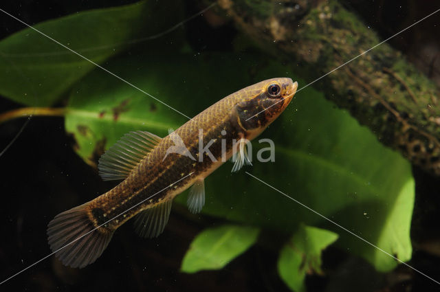 Striped Mud Minnow (Umbra pygmaea)