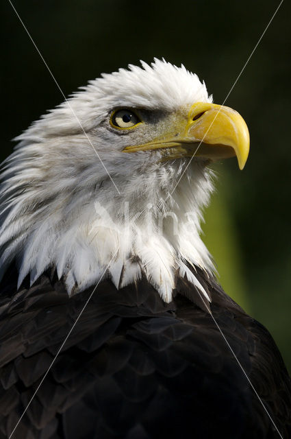 American bald eagle (Haliaeetus leucocephalus)