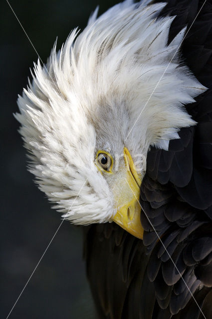 American bald eagle (Haliaeetus leucocephalus)