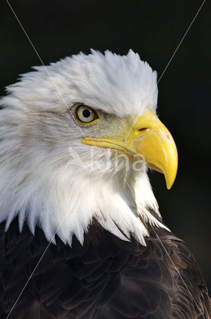 American bald eagle (Haliaeetus leucocephalus)