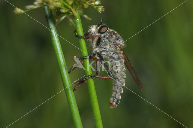 Antipalus varipes