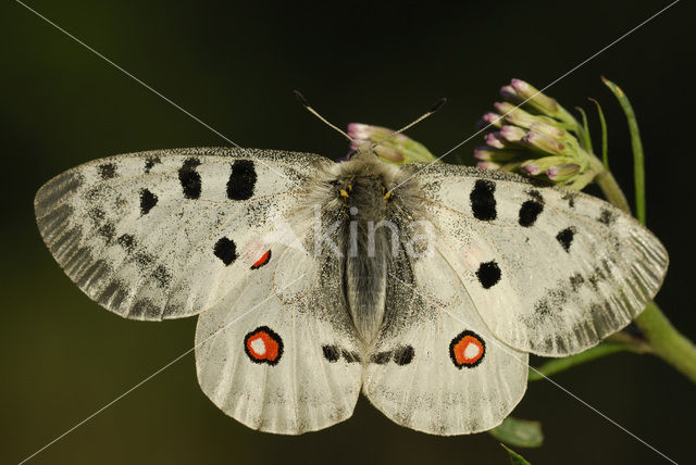 Apollovlinder (Parnassius apollo)