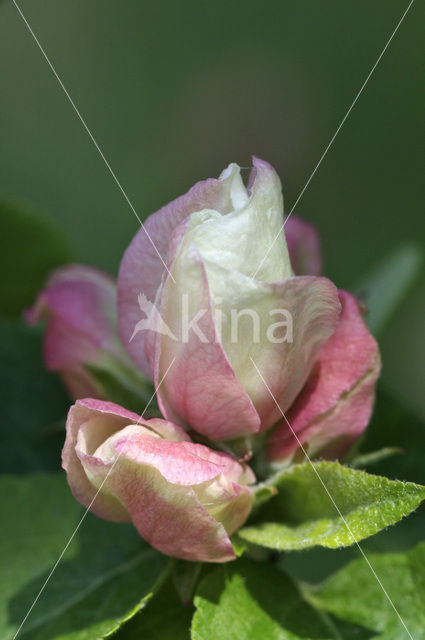 Apple (Malus domesticus)
