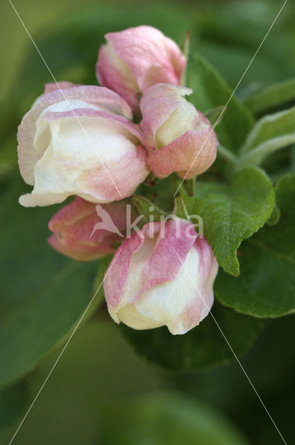 Apple (Malus domesticus)