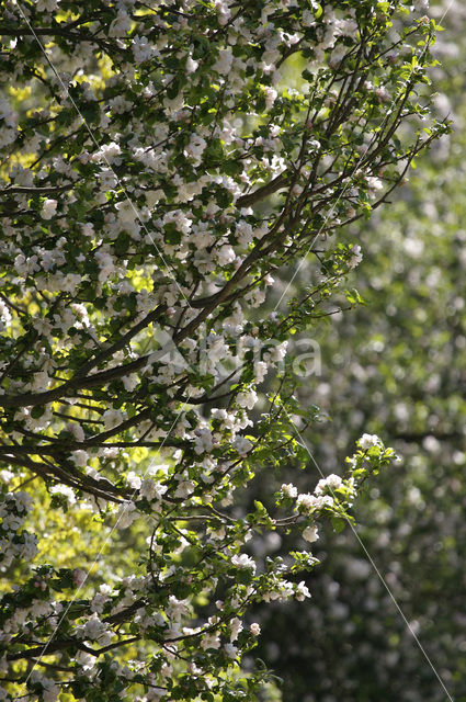 Apple (Malus domesticus)