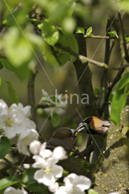 Hawfinch (Coccothraustes coccothraustes)