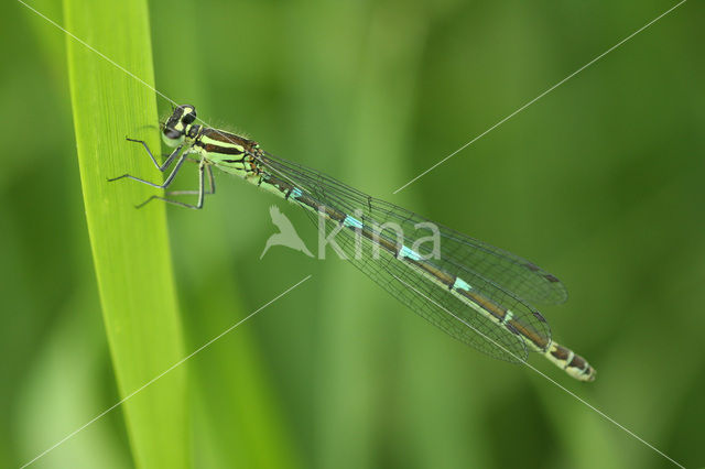 Azuurwaterjuffer (Coenagrion puella)