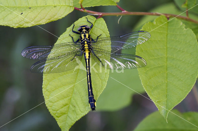 Club-tailed Dragonfly (Gomphus vulgatissimus)