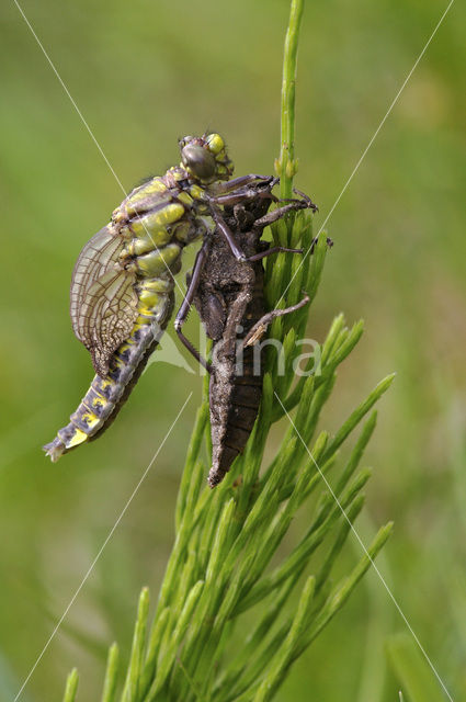 Club-tailed Dragonfly (Gomphus vulgatissimus)