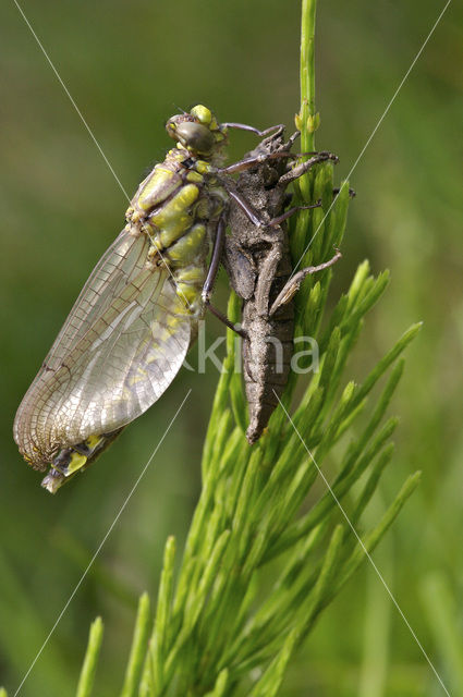 Beekrombout (Gomphus vulgatissimus)