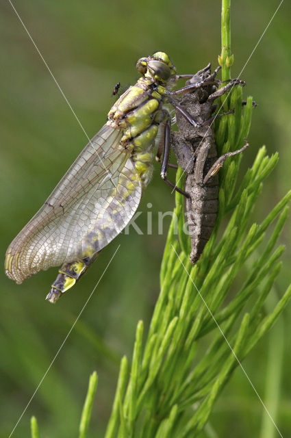 Beekrombout (Gomphus vulgatissimus)