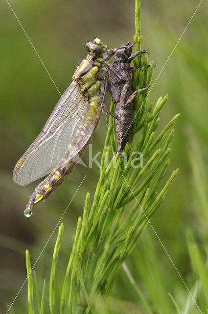 Club-tailed Dragonfly (Gomphus vulgatissimus)