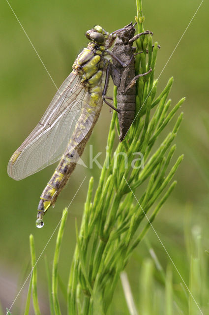 Beekrombout (Gomphus vulgatissimus)