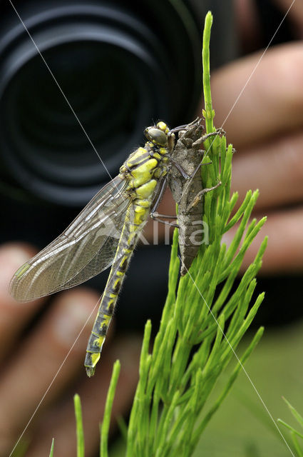 Beekrombout (Gomphus vulgatissimus)