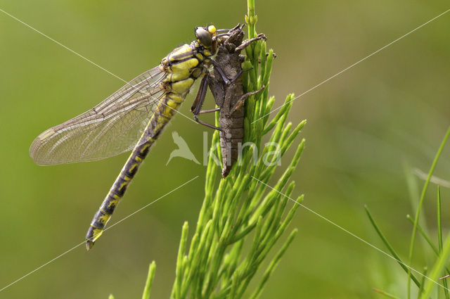 Beekrombout (Gomphus vulgatissimus)