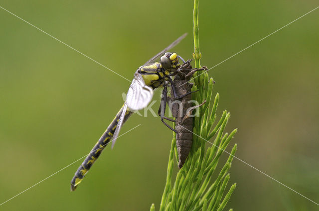 Beekrombout (Gomphus vulgatissimus)