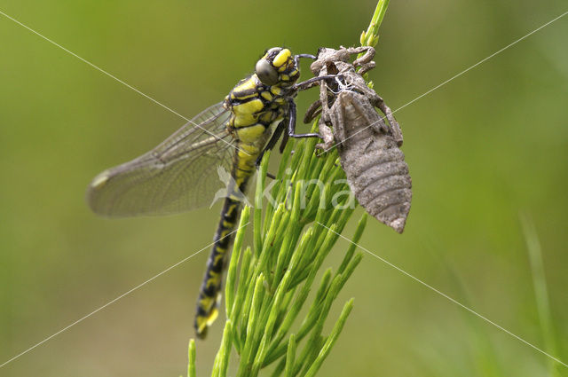 Beekrombout (Gomphus vulgatissimus)