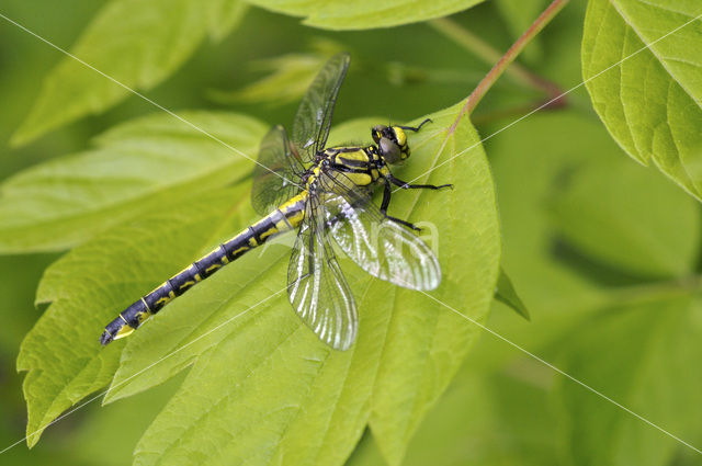 Beekrombout (Gomphus vulgatissimus)