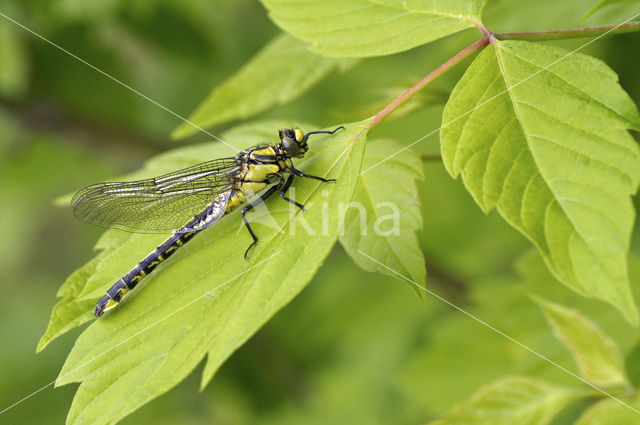 Beekrombout (Gomphus vulgatissimus)