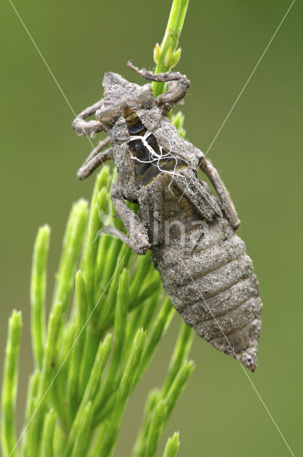 Beekrombout (Gomphus vulgatissimus)