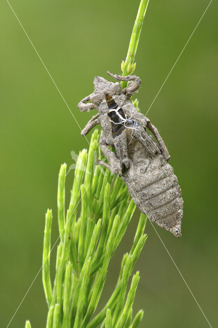 Club-tailed Dragonfly (Gomphus vulgatissimus)