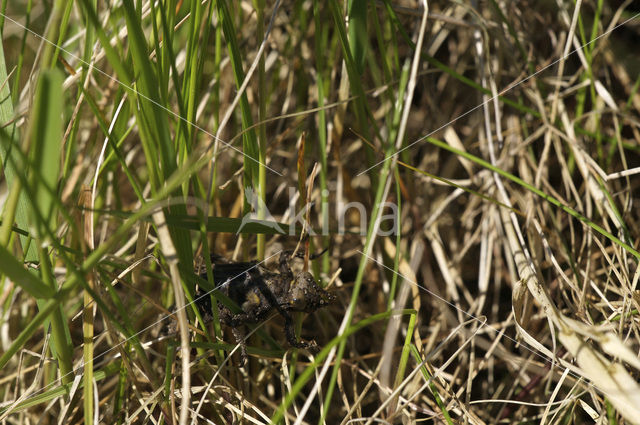 Beekrombout (Gomphus vulgatissimus)