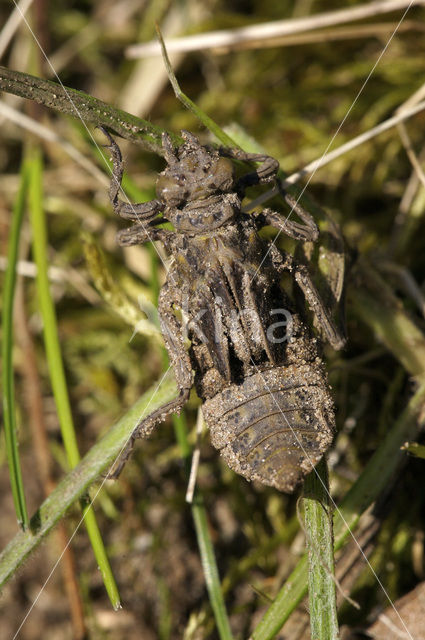 Club-tailed Dragonfly (Gomphus vulgatissimus)