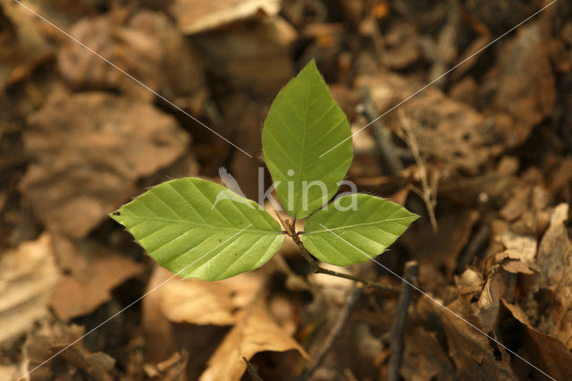 Beech (Fagus sylvatica)