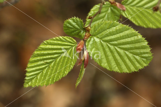 Beech (Fagus sylvatica)