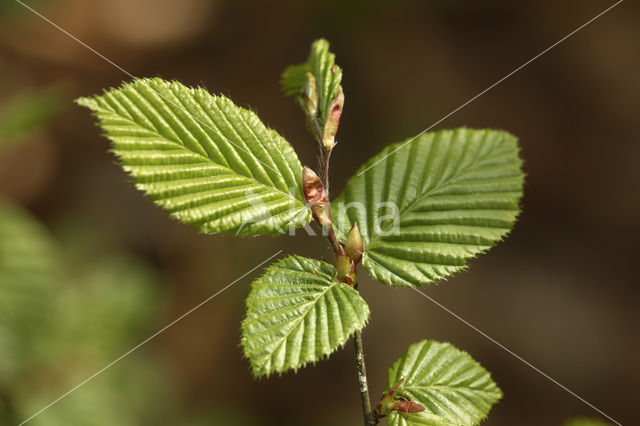 Beech (Fagus sylvatica)