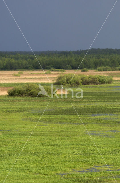 Biebrza National Park