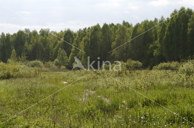 Biebrza National Park