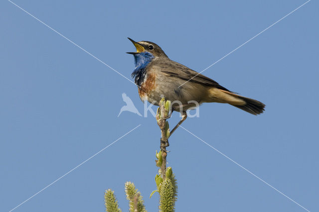 Bluethroat (Luscinia svecica)