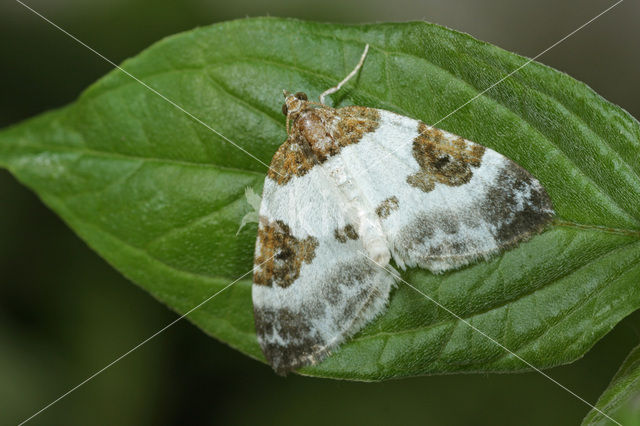 Blue-bordered Carpet (Plemyria rubiginata)