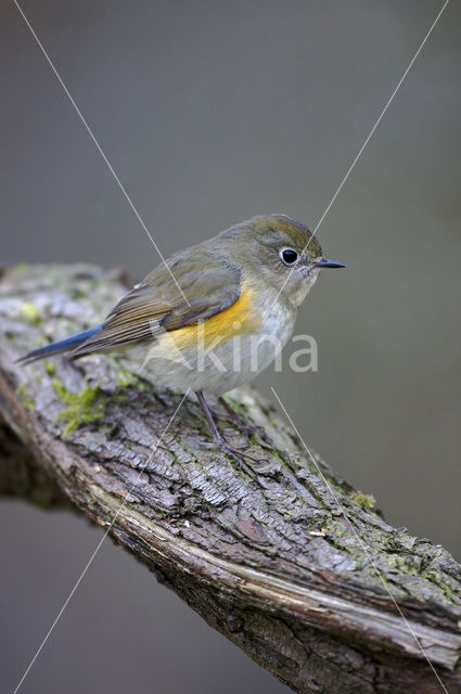 Red-flanked Bluetail (Tarsiger cyanurus)