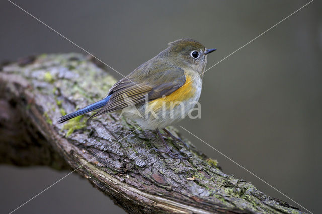 Red-flanked Bluetail (Tarsiger cyanurus)