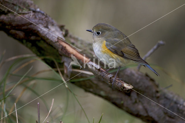 Red-flanked Bluetail (Tarsiger cyanurus)