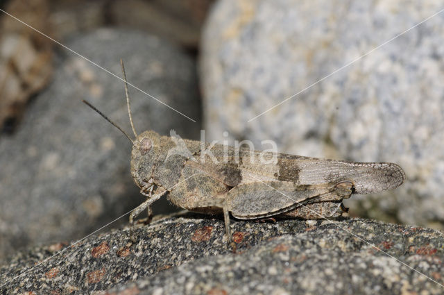 Blauwvleugelsprinkhaan (Oedipoda caerulescens)