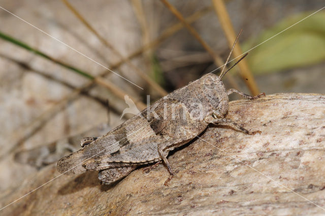 Blauwvleugelsprinkhaan (Oedipoda caerulescens)