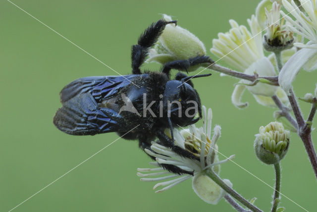 Blauwzwarte Houtbij (Xylocopa violacea)
