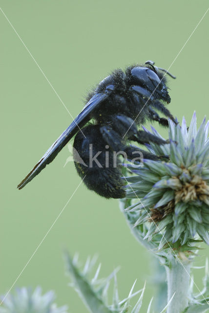 Carpenter Bee (Xylocopa violacea)