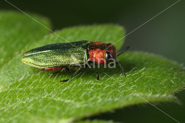 Blinkende Prachtkever (Anthaxia nitidula)