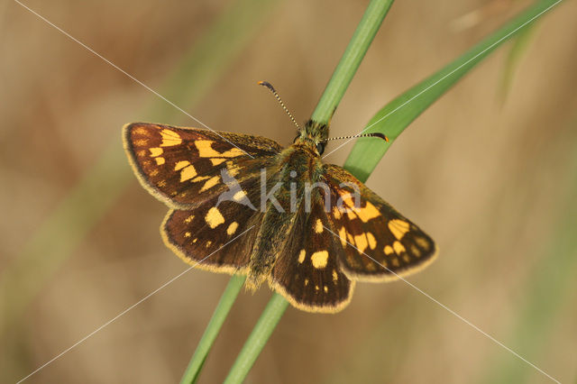 Bont dikkopje (Carterocephalus palaemon)