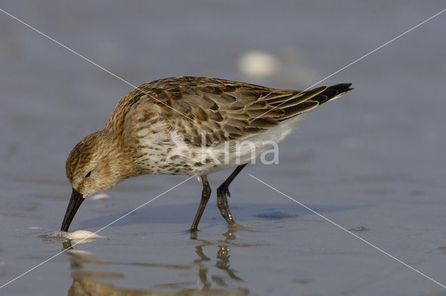 Dunlin (Calidris alpina)