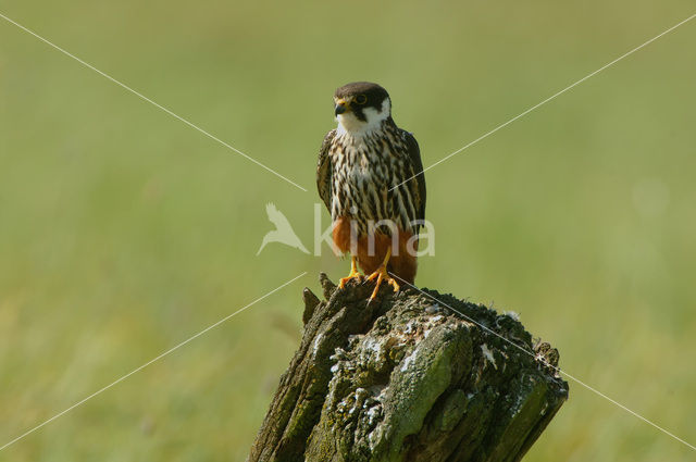 Hobby (Falco subbuteo)