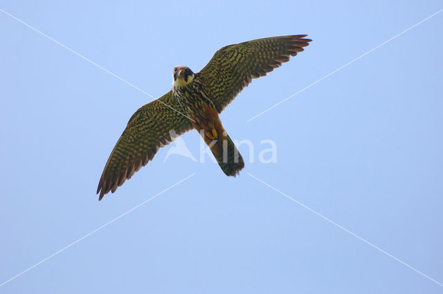 Hobby (Falco subbuteo)