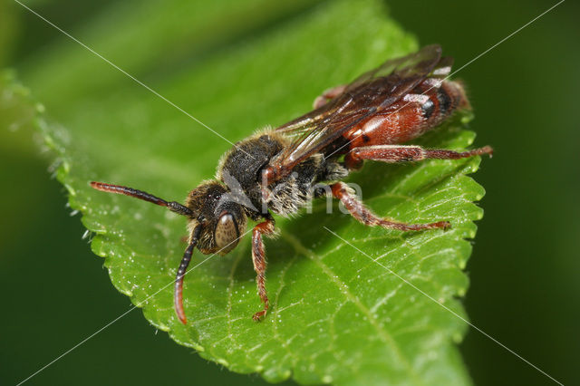 Borstelwespbij (Nomada stigma)